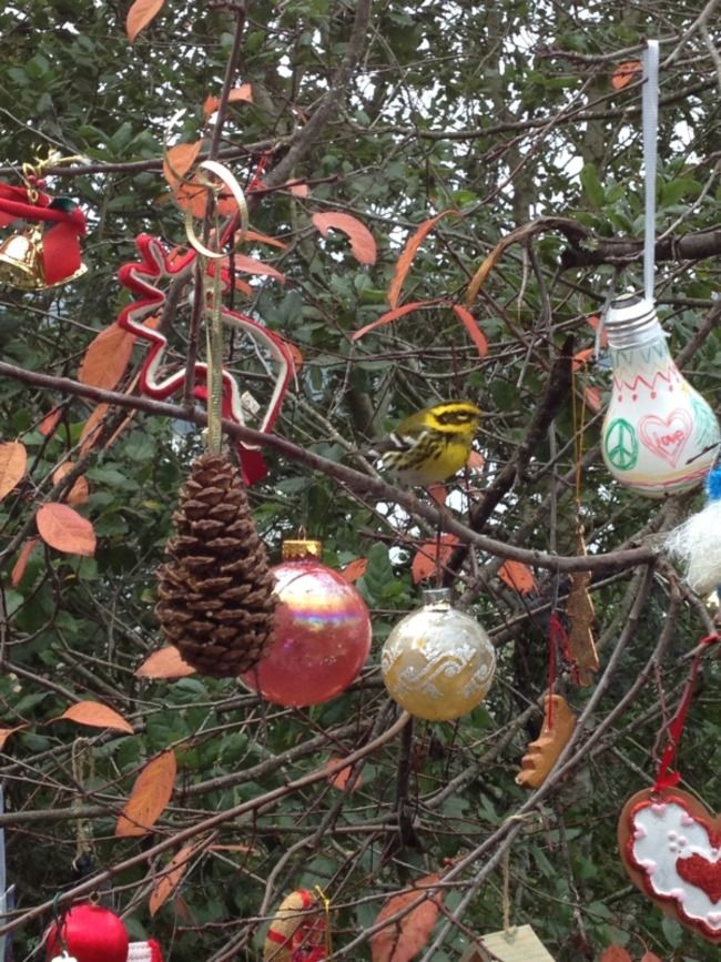 ornament tree resized 600