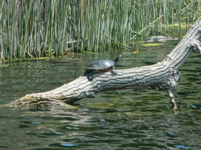 A turtle enjoying the Lafayette Reservoir. 