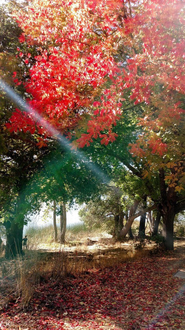 Photo of fall scene at the Lafayette Reservoir, taken on Roughing It Day camps visit 