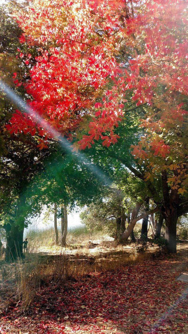 Photo of fall scene at the Lafayette Reservoir, taken on Roughing It Day camps visit 