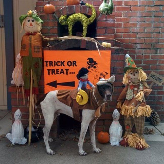 Roughing It camp dog celebrating halloween 