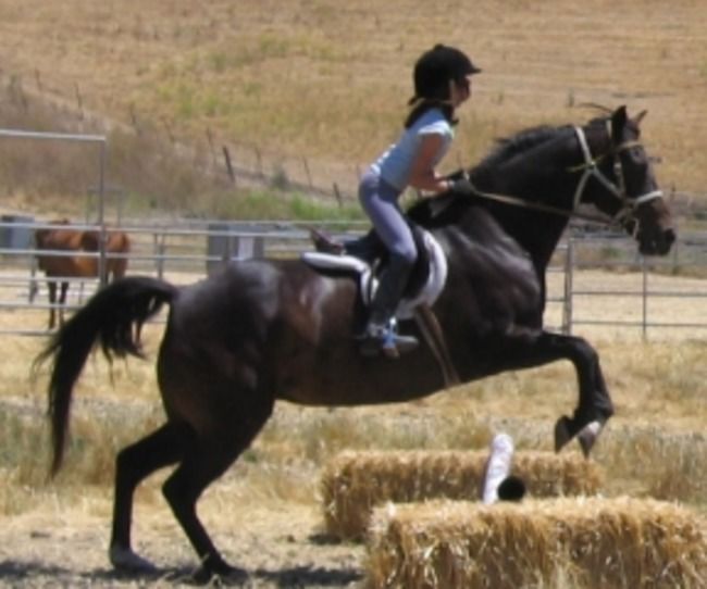 Advanced Jumping Skills at Horse Day Camp