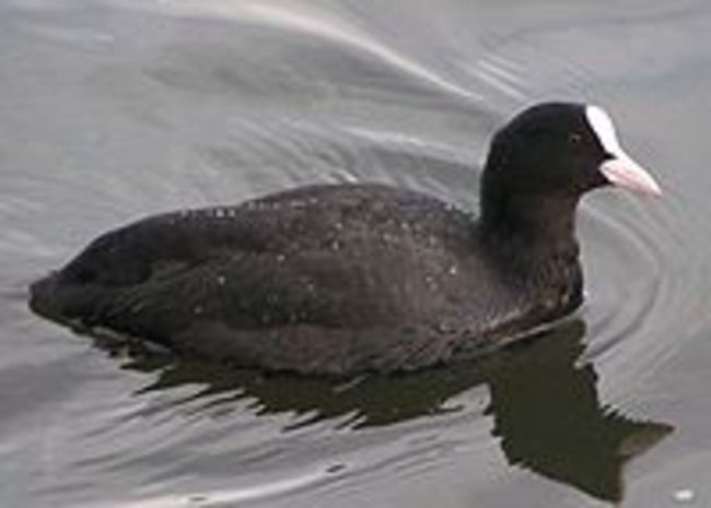 Coot floating at the Lafayette Reservoir