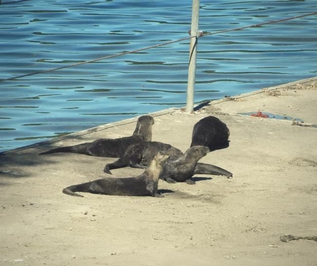 River Otters at Lafayette Reservoir